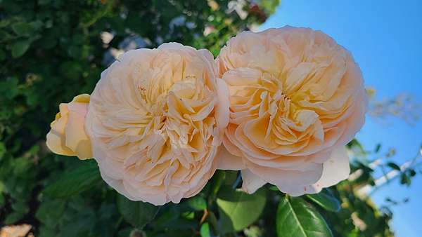 玫瑰花花語 動植物也會說話 痞客邦 玫瑰花花語 動植物也會說話 痞客邦