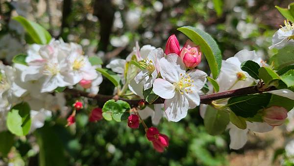 蘋果花花語 動植物也會說話 痞客邦 蘋果花花語 動植物也會說話 痞客邦