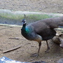RIMG0374.jpg RIMG0374.jpg