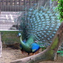 RIMG0383.jpg RIMG0383.jpg