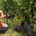 Harvester-Picking-Grapes-001.jpg
