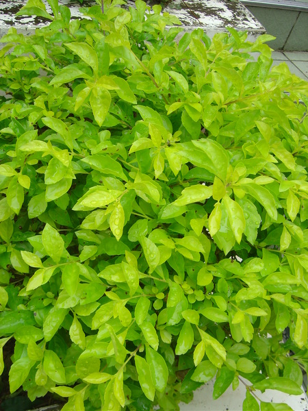 尖中校園植物 金露草 Jsplant的相簿 痞客邦