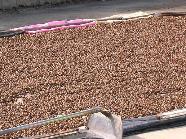 苦茶油 苦茶油