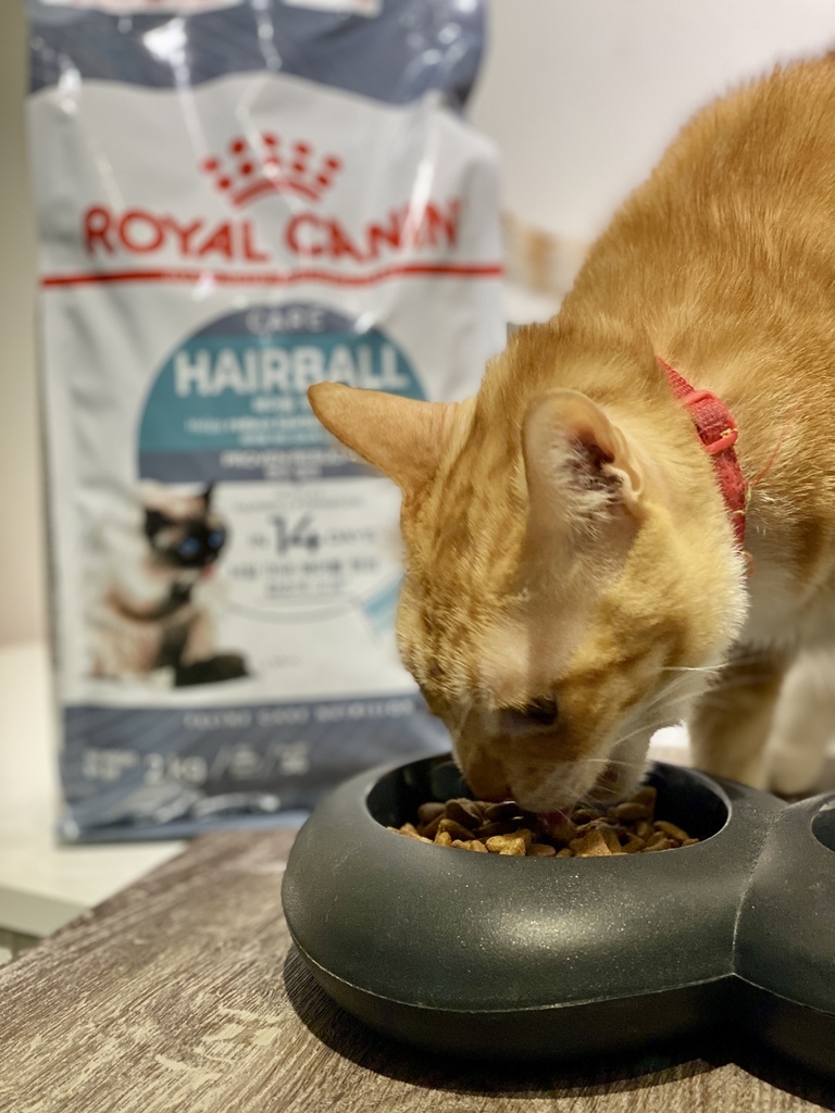 法國皇家 ROYAL CANIN IH34有效化毛乾濕糧｜貓