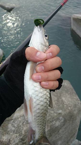 模特