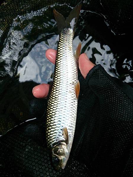 碧湖 碧湖
