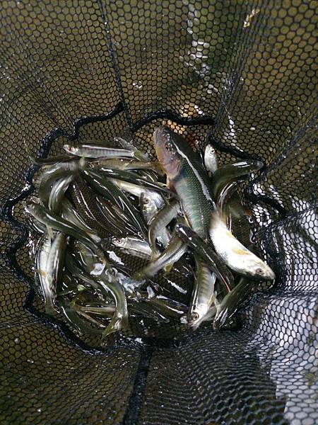 碧湖