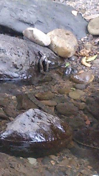 碧湖 碧湖