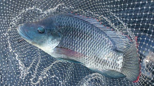 雙十黑公 雙十黑公