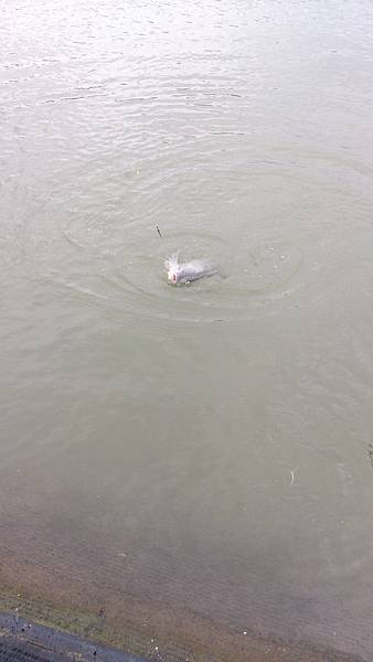 雙十黑公 雙十黑公