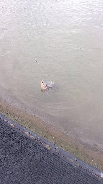 雙十黑公 雙十黑公