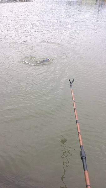 雙十黑公 雙十黑公