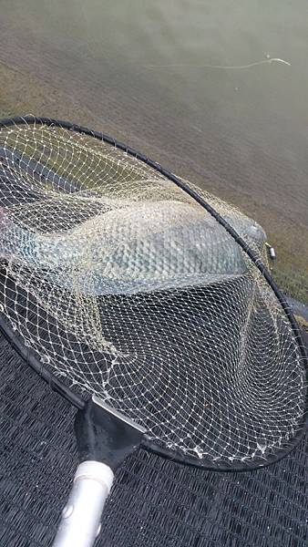 雙十黑公 雙十黑公