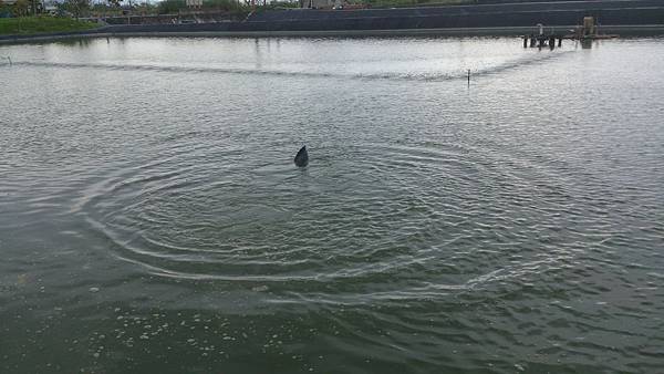 雙十黑公 雙十黑公