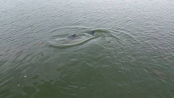 雙十黑公 雙十黑公