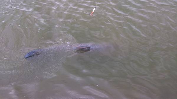 雙十黑公 雙十黑公