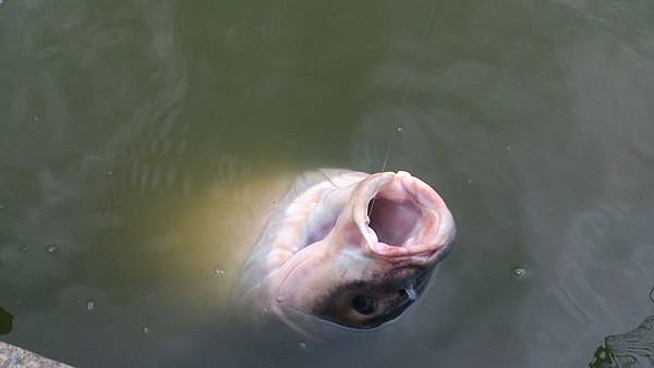 雙十黑公 雙十黑公