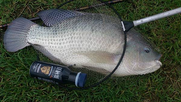 雙十黑公 雙十黑公