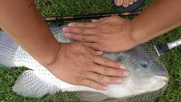 雙十黑公 雙十黑公