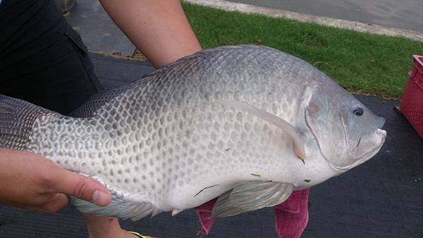 雙十黑公 雙十黑公