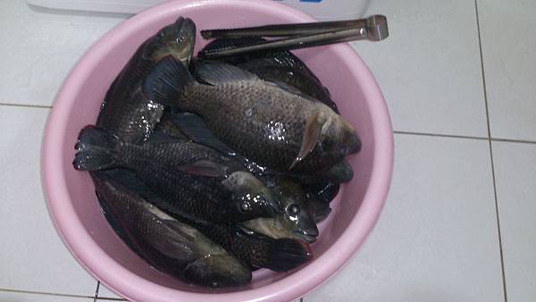 雙十黑公 雙十黑公