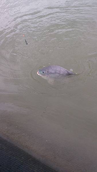 池邊童趣