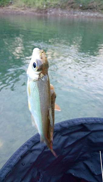 無鯽可施 無鯽可施