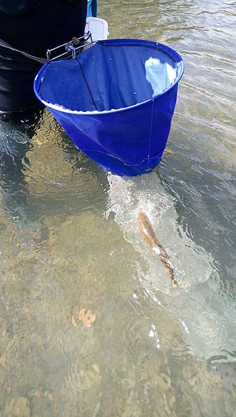 無鯽可施 無鯽可施