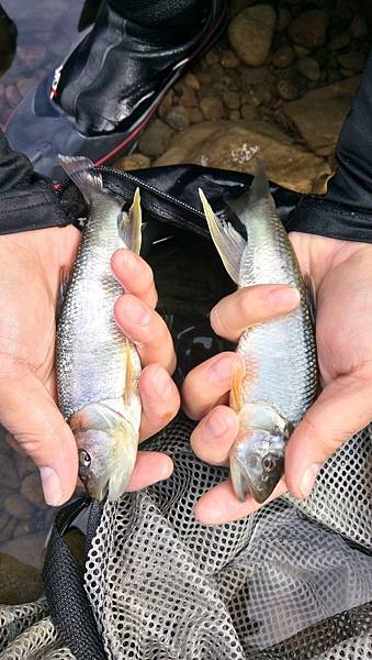 無鯽可施 無鯽可施