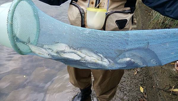 枋腳溪況 枋腳溪況