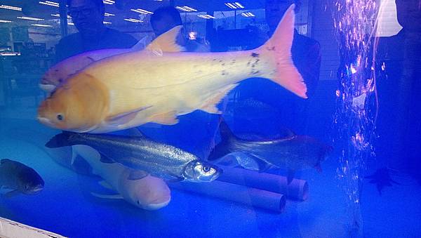 DSC_0007.JPG DSC_0007.JPG