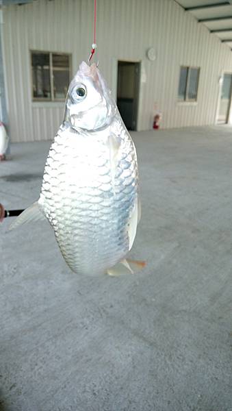 DSC_0081.JPG DSC_0081.JPG