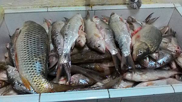 1489384488895.jpg 1489384488895.jpg