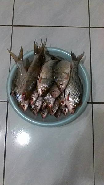 1489384484492.jpg 1489384484492.jpg