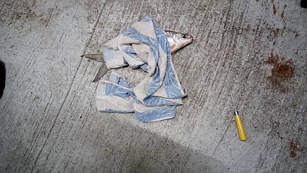 DSC_0072.JPG DSC_0072.JPG