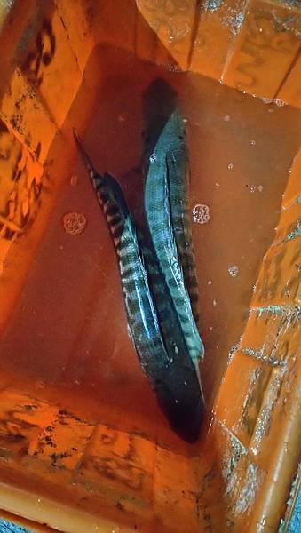 DSC_0079.JPG DSC_0079.JPG