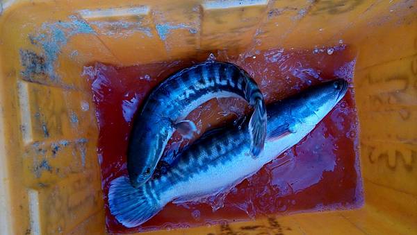 DSC_0080.JPG DSC_0080.JPG