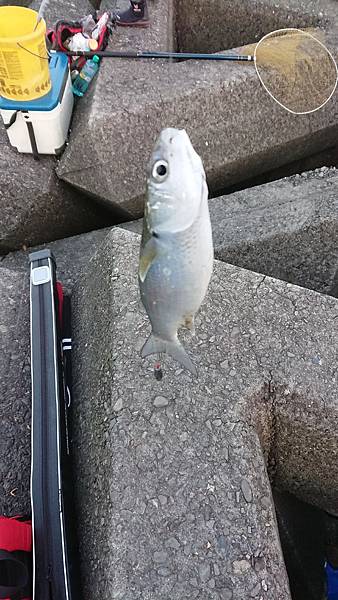 DSC_0101.JPG