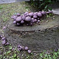 紫色裸傘Gymnopilus purpuratus 1080329_01 台大醫院.JPG