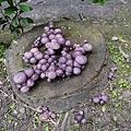 紫色裸傘Gymnopilus purpuratus 1080329_02 台大醫院.JPG