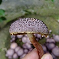 紫色裸傘Gymnopilus purpuratus 1080329_05 台大醫院.JPG