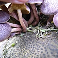 紫色裸傘Gymnopilus purpuratus 1080329_07 台大醫院.JPG