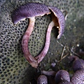 紫色裸傘Gymnopilus purpuratus 1080329_11 台大醫院.JPG