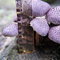 紫色裸傘Gymnopilus purpuratus 1080329_12 台大醫院.JPG