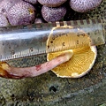 紫色裸傘Gymnopilus purpuratus 1080329_13 台大醫院.JPG