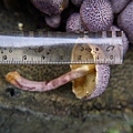 紫色裸傘Gymnopilus purpuratus 1080329_14 台大醫院.JPG