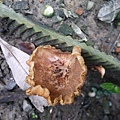 綠褐裸傘Gymnopilus aeruginosus1060323_1 連勝街圓通光廊.JPG