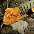 綠褐裸傘Gymnopilus aeruginosus1060323_4 連勝街圓通光廊.JPG