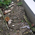 綠褐裸傘Gymnopilus aeruginosus1060323_5 連勝街圓通光廊.JPG