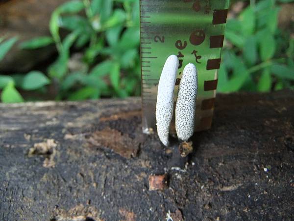 白鱗炭角菌 Xylaria curta 1070701_4 圓通寺.JPG